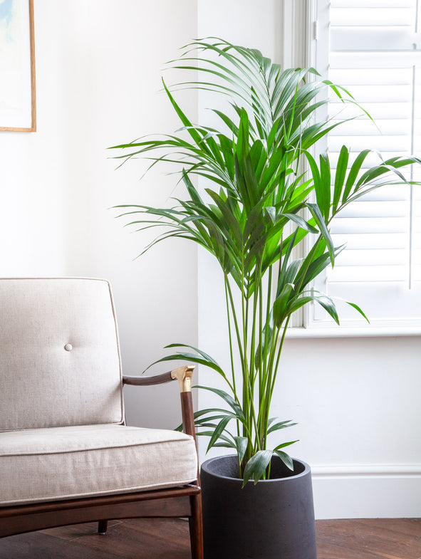 A quick guide: How much water your indoor plant needs